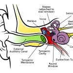 Annotated diagram of the ear