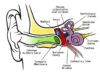 Eustachian Tube Dysfunction (ETD) And How To Treat It